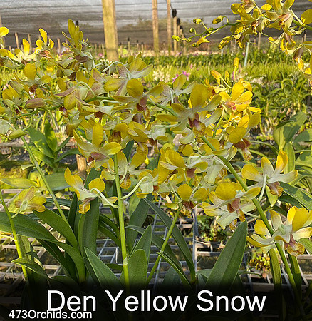 Den Yellow Snow