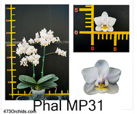Phal MP31