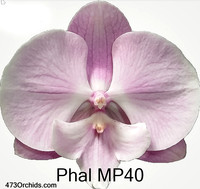 Phal MP40