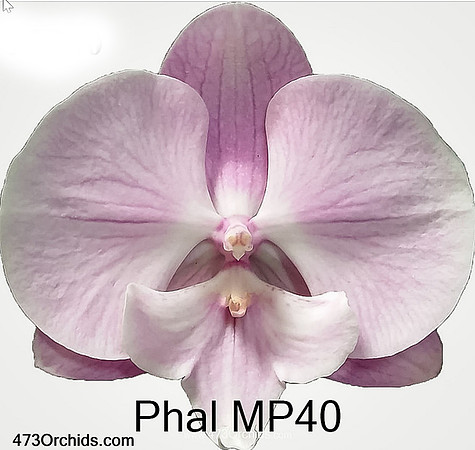 Phal MP40