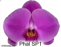 Phal SP1