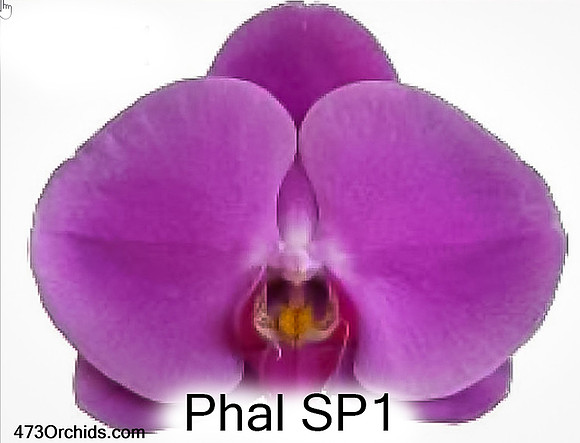 Phal SP1