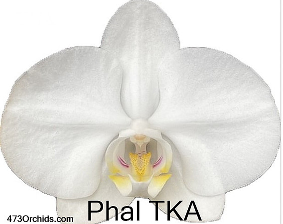 Phal TKA v2