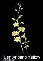Den Aridang Yellow