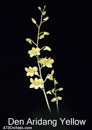 Den Aridang Yellow