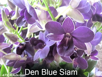Den Blue Siam
