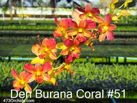 Den Burana Coral #51