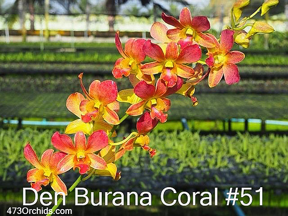 Den Burana Coral #51