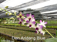 Den Aridang Blue