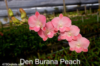 Den Burana Peach