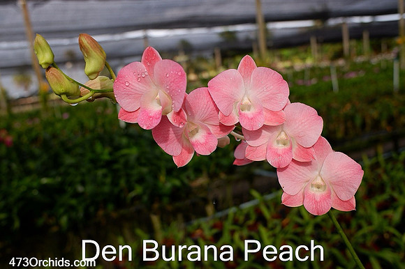 Den Burana Peach