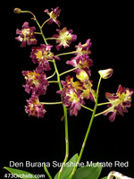 Den Burana Sunshine Mutrate Red