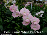 Den Burana White Peach #7
