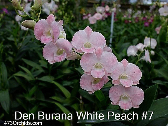 Den Burana White Peach #7