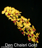Den Chaisri Gold