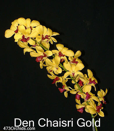 Den Chaisri Gold