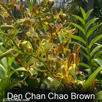 Den Chanchao Brown