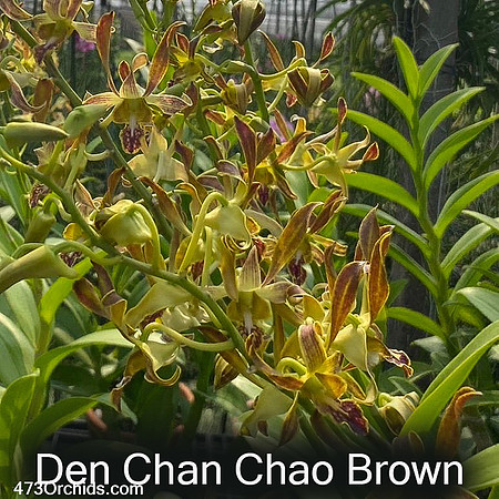 Den Chanchao Brown