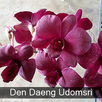 Den Daeng Udomsri