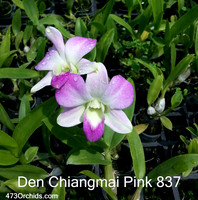 Den Chiangmai Pink