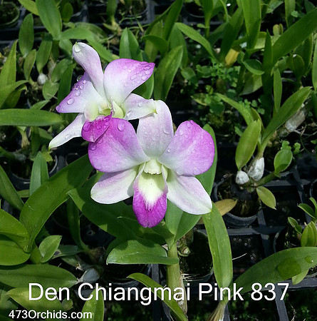 Den Chiangmai Pink