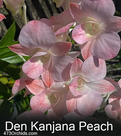Den Kanjana Peach