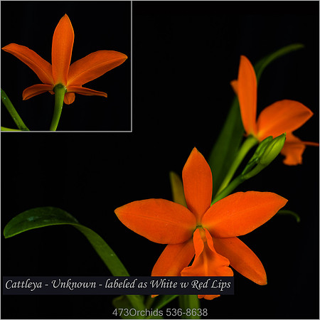 Cattleya - Unknown Orange