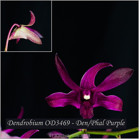 Den OD3469M Den-Phal Purple