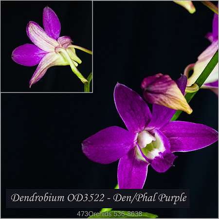Den OD3522 - Den-Phal - Purple
