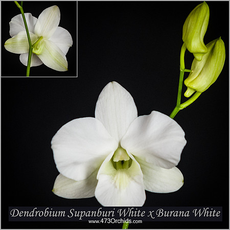 Den Supanburi White x Burana White