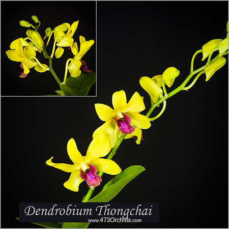 Den Thongchai