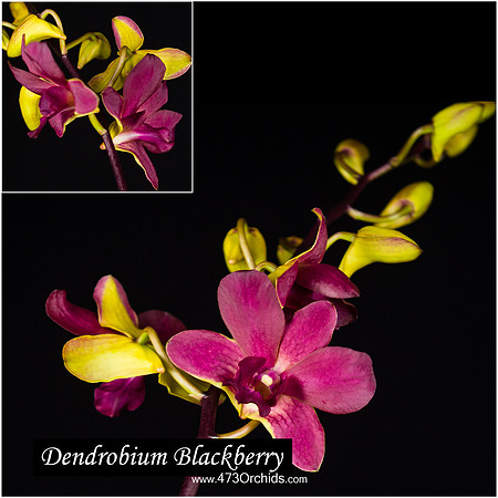 Den Blackberry