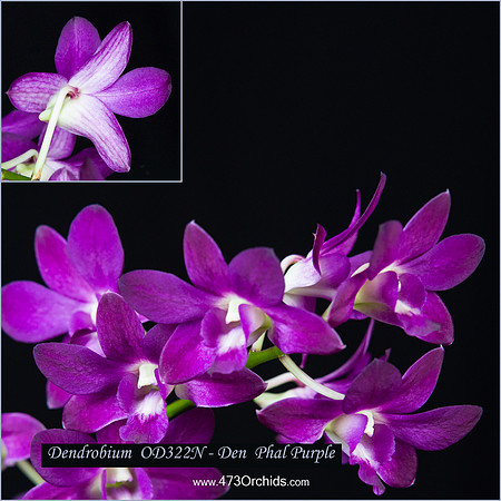 Den OD322N Den Phal - Purple