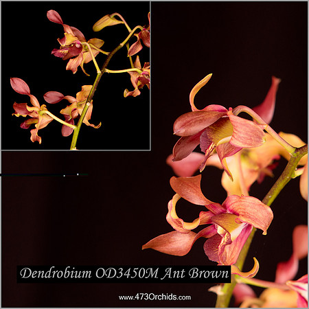 Den OD3450M Ant Brown