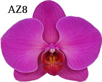 AZ 8
