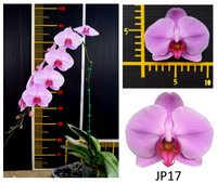 JP 17