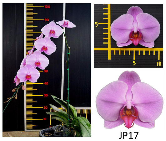 JP 17