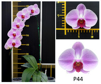 P44