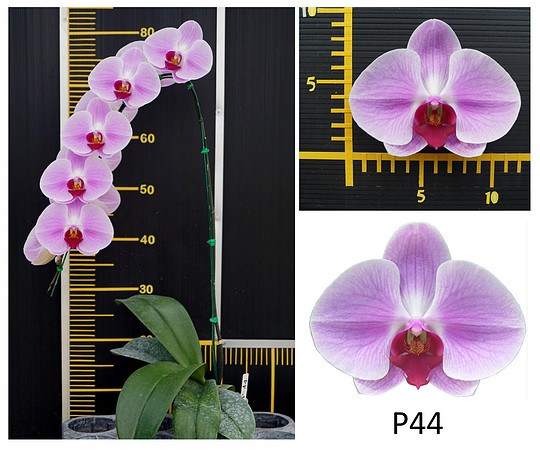 P44