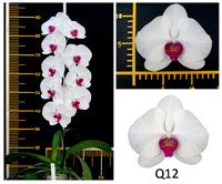 Phal Q 12