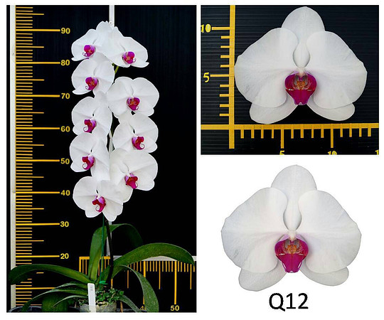 Phal Q 12
