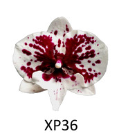 XP36