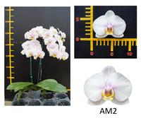 2026 05 - New Phalaenopsis Arrivals