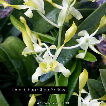Den Chan Chao Yellow