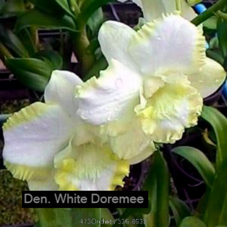 Den White Doraemon