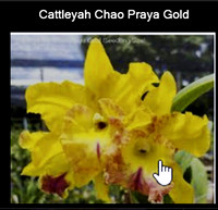 Cattleya Chao Prada Gold