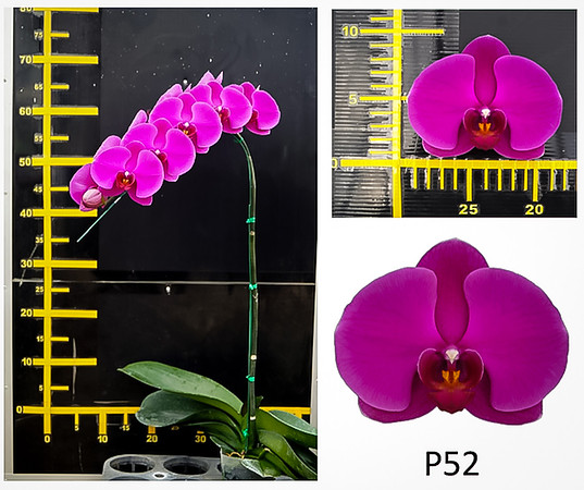 P52