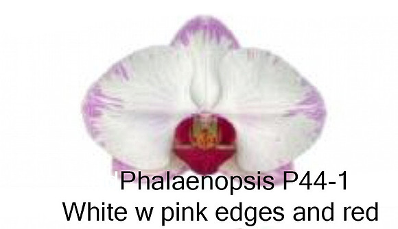 Phal P44-1