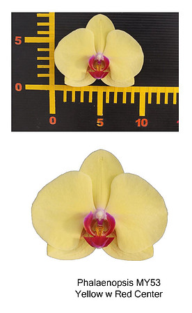 Phal MY53