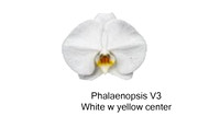 Phal V3
